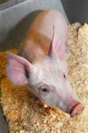 But cloning technologies are needed if inheritable genetic modification is to become commercially practicable. Genetic Modification Faqs Dolly The Sheep