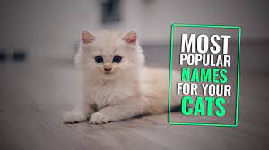 Simba is the most popular choice for male cat names while nala topped the chart for female cat names. 205 Most Popular Male And Female Cat Names Of 2021 With Meanings Petmoo