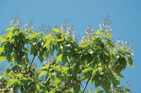 The pods on a koa tree (acacia koa) grow from 3 to 7 inches long and typically contain about 12 when you grow a deciduous tree, the seed pods could be hidden by the leaves, but this is not the. Plant Your Own Backyard Bait Tree