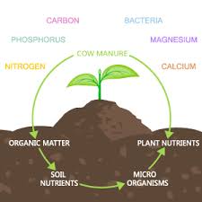 Composted cow manure is an organic soil amendment for vegetable gardens, flower beds, lawns and landscapes. Buy Ugaoo Cow Dung Manure Fertilizers For Plants Home Gardening 10 Kg Online At Low Prices In India Amazon In