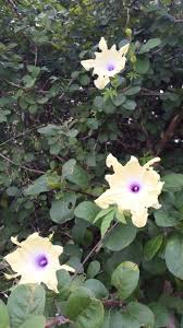 Image result for Ipomoea tuberculata