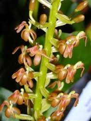 Image result for Liparis tridens