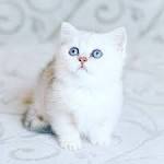 Feliland Cattery - Home of British Shorthair Cats and ...