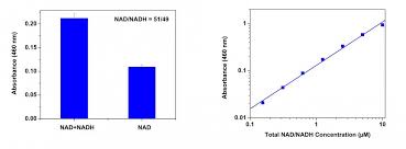 Nad exists in two forms: Amplite Colorimetric Nad Nadh Ratio Assay Kit Aat Bioquest