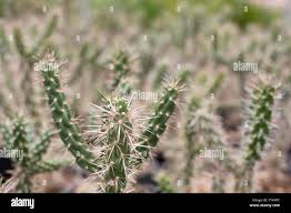 Image result for Opuntia imbricata