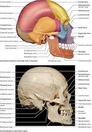 Human Anatomy And Physiology 10e Pearson Etext 2 0 He Dental Anatomy Human Anatomy Human Anatomy And Physiology