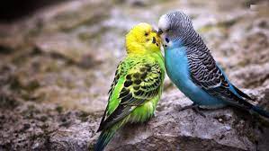 Cute African Birds 3d Hd Wallpapers Download 9 Hd Pet Birds Animals Kissing Cute Birds