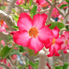 Image result for Adenium