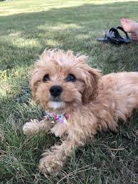 She is very small ( 1.6 veterinarian appt last week) she has had two sets of shots, been given shorkie tzu · brainerd, mn. Teacup Cavapoo Mn