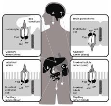 Image result for P-Glycoprotein