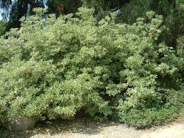 Image result for Pittosporum tobira