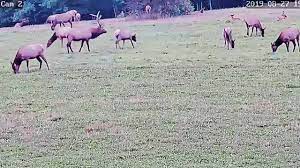 Elk cam in benezette pa. Double Your Elk Watching Murrysville Company Sets Up Live Webcam In Benezette Triblive Com