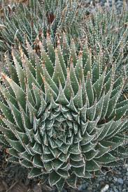 Image result for Xyris aristata