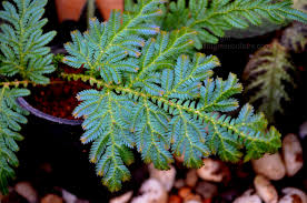 Image result for Selaginella mittenii