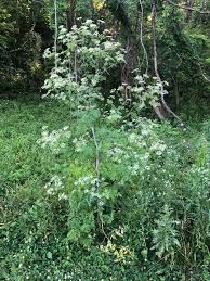 View listing photos, review sales history, and use our detailed real estate filters to find the perfect place. News Southern Indiana Cooperative Invasives Management