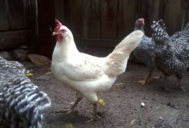 This lady has to be mentioned as a top layer! Five Best Egg Laying Chicken Breeds Owlcation Education