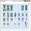 Human karyotyping in the human karyotyping gizmo™, you will make karyotypes for five individuals. 1