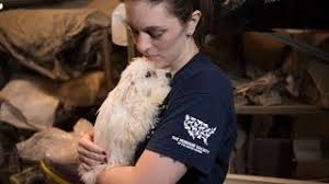 Check spelling or type a new query. Breaking News Puppy Mill Rescue In Nc Youtube