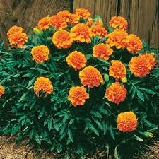 Marigold Janie Gold In The Big Seed Book From Park Seed On Shop Catalogspree Com My Personal Digital Mall Flower Seeds Red Flowers Flowers