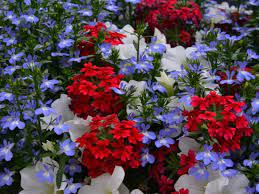 Mar 04, 2021 · line your front steps with pots of bright blue hydrangeas for a cheery welcome. Color Container Combinations Containers Gardening Blooming Secrets