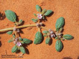 Image result for Trianthema