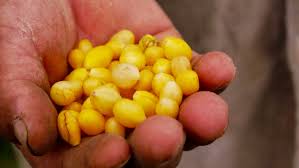 Meet Our Sustainably Grown Hot Peppers Uchu Spice