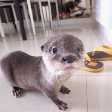 Pin On Otters