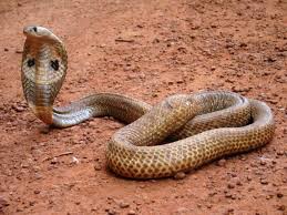 D'une couleur jaunatre qui a tendance a virer au brun quand il est en captivité, il possède des écailles. Les 10 Serpents Les Plus Venimeux Du Monde