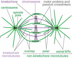 Mitotic Spindle Kinetochore Fibers Hold On Tight To Interpolar Bundles Springerlink