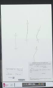 Image result for Xyris anceps