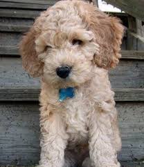 Black And White Cocker Spaniel Poodle Mix The Cockapoo Is A Cross Between A Cocker Spaniel And A Miniature Poodle It Is A Hybrid Dog That Is Sometimes Referred Cockapoo Puppies Cockapoo Dog Cockapoo