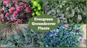 Lambs ears (stachys byzantina) can be used as a groundcover, though you have to plant a bunch one or two feet apart. Evergreen Groundcover Plants 20 Choices For Year Round Interest