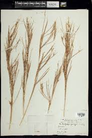 Image result for Andropogon fastigiatus