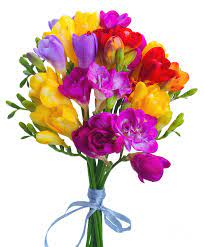 Freesia X Hybrida Flower Hoodie Best Flower Wallpaper