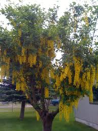 Golden Raintree Golden Rain Tree Flowering Trees Tree