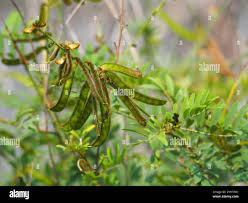 Image result for Tephrosia noctiflora