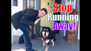 You'll also learn all about potty training and fixing 11 common dog behavioral problems How To Stop Your Dog From Running Out Of The Front Door Stay While Distracted Youtube