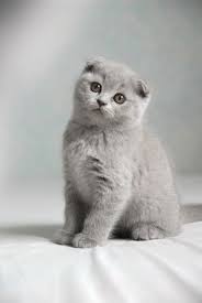 pinar kanat google cilgin disi kedi sevimli hayvan yavrulari sevimli kediler