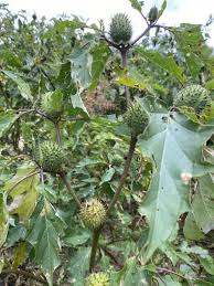 Image result for Datura