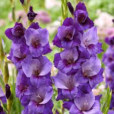 Image result for Gladiolus pretoriensis
