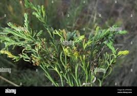 Image result for Thamnosma rhodesica