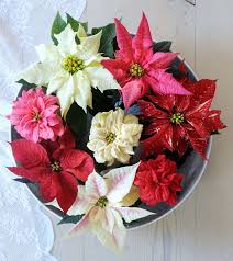 13 Golden Rules To Extend The Lifespan Of Your Poinsettia Christmas Flowers Poinsettia Care Poinsettia Plant