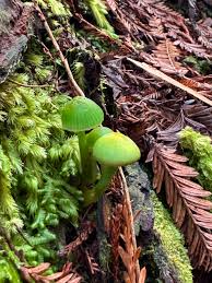 Image result for Ozoroa viridis