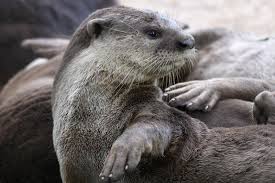 Singapore lockdown latest update.must watch. Singapore Otters Lockdown Antics Spark Backlash