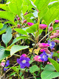 Image result for Strobilanthes anisophylla