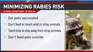 In rare cases, the dog may get this disease after therefore, the most likely scenario of your dog getting rabies is through contact with another domesticated or wild infected animal. Rabies Alert Fdoh Escambia Confirms Three Bitten By Rabid Raccoons Wear