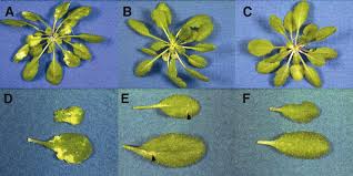 Image result for Pseudomonas syringae