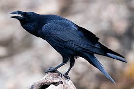 Get the latest ravens news, schedule, photos and rumors from ravens wire, the best ravens blog available Ravens Mythology Hanford Reach U S Fish And Wildlife Service
