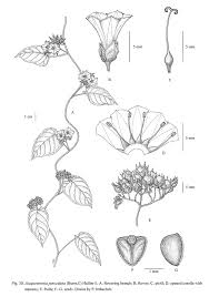 Image result for Jacquemontia paniculata