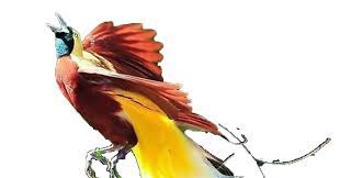 Oct 19, 2015 · burung vektor png 7 png image burung cendrawasih clipart bird kakatua clipart bird kakatua transparent free for cendrawasih vector burung cendrawasih cendrawasih png bird paradise new guinea images stock photos vectors shutterstock 101 gambar burung. 101 Gambar Burung Cendrawasih Png Gratis Terbaru Gambar Hewan